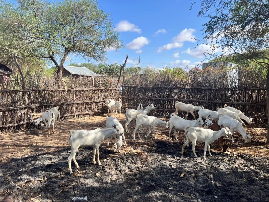Sheep gathered for WAF's Udhiya distribution in Somalia