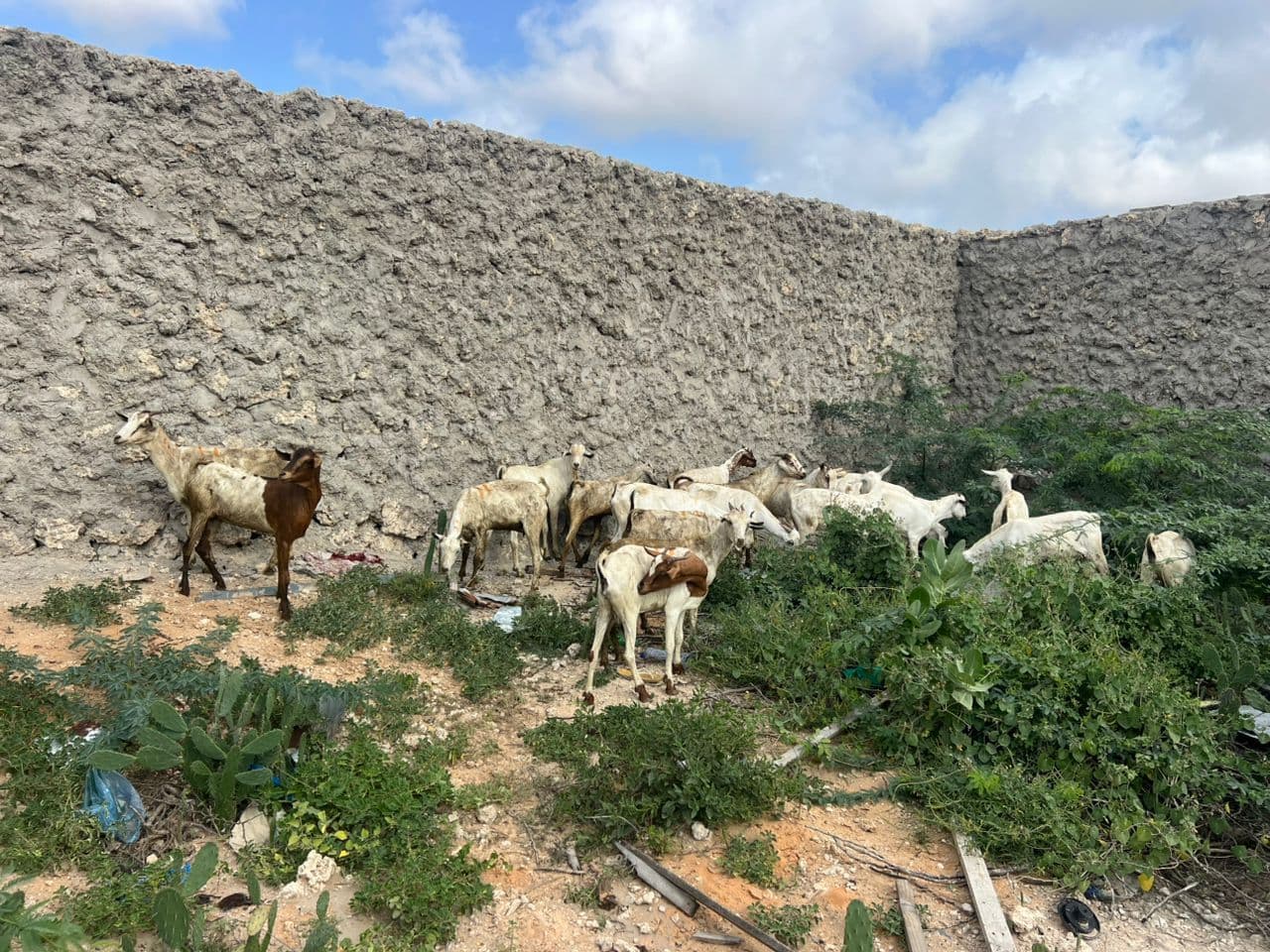 Udhiya 2025 — sheep for vulnerable families.